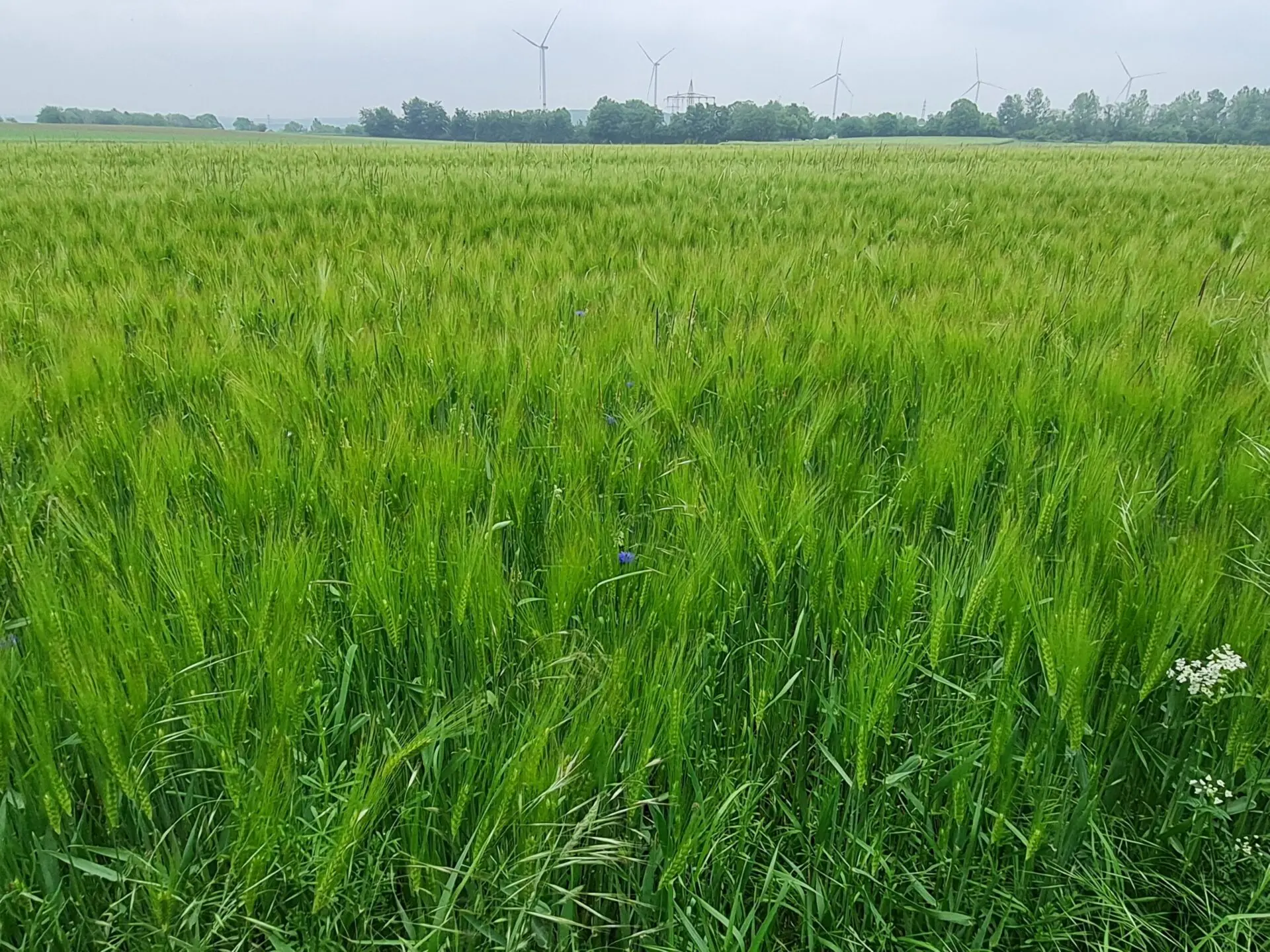 a field of tall grass with windmills
