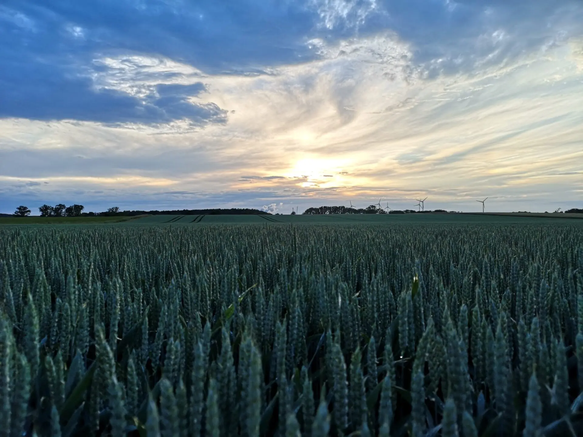 a field of wheat with a sunset in the background