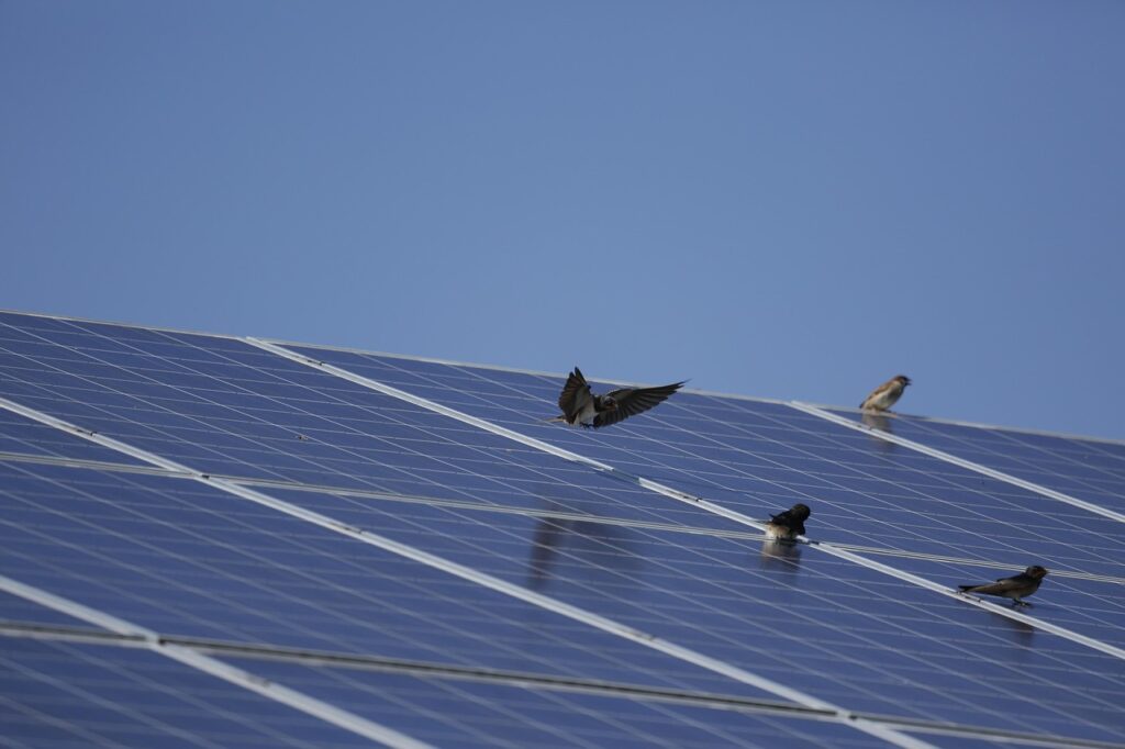 photovoltike, swallows, birds, electricity, nature, barn swallow, summer, wildlife, small, bird watching, flying