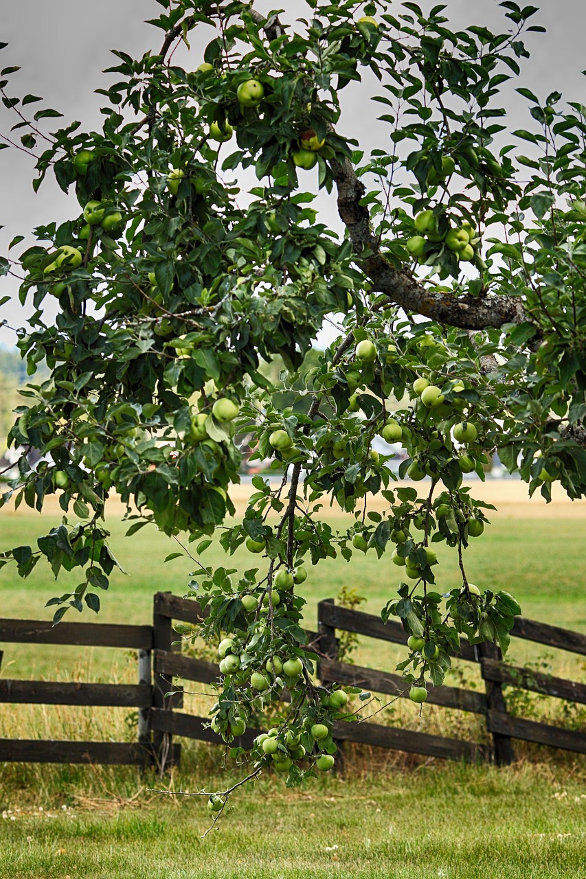 apple, apple tree, nature, fruit, garden, fence, green apple